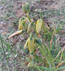 Albuca