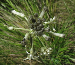 Drimia sphaerocephala