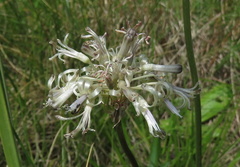 Drimia sphaerocephala