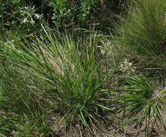 Drimia sphaerocephala