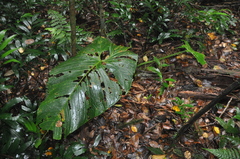 Anthurium dukei