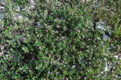 Kummerowia stipulacea