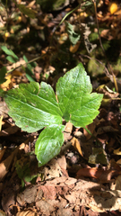 Ranunculus recurvatus