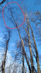 Kalopanax septemlobus