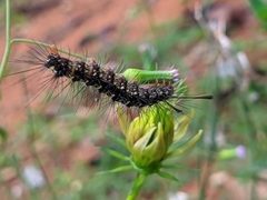 Xanthodes transversa