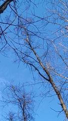 Kalopanax septemlobus