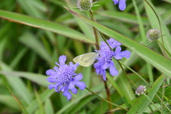 Scabiosa lachnophylla