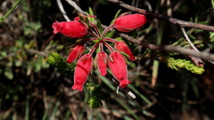Erica oatesii