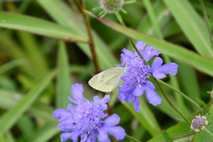 Scabiosa lachnophylla