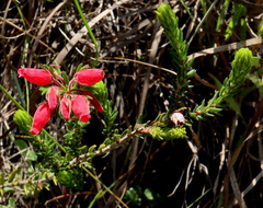 Erica oatesii