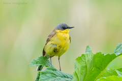 Motacilla flava thunbergi
