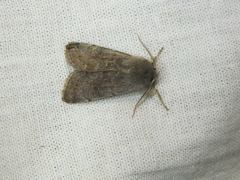 Orthosia populeti