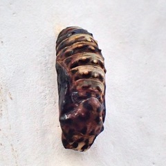 Melitaea