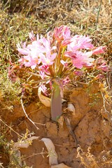 Ammocharis longifolia