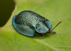Cyrtonota