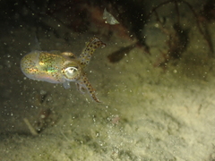 Sepiolidae