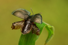 Cyrtonota