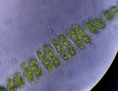 Spondylosium pulchrum