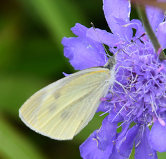 Pieris