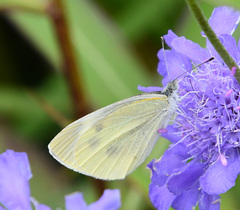 Pieris