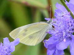 Pieris