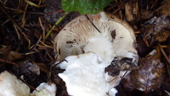 Gomphidius oregonensis