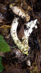 Gomphidius oregonensis