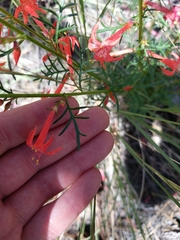 Ipomopsis aggregata formosissima