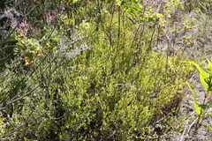 Montinia caryophyllacea