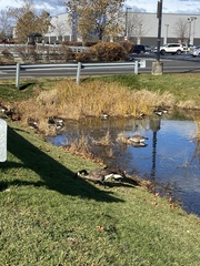Branta canadensis