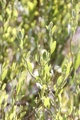 Montinia caryophyllacea