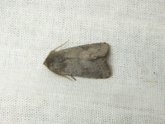Orthosia populeti