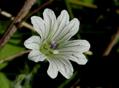 Geranium wakkerstroomianum