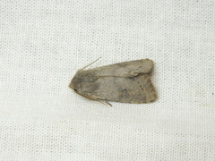 Orthosia populeti