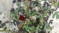 Hibiscus radiatus