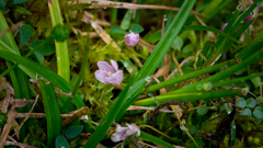 Lysimachia tenella