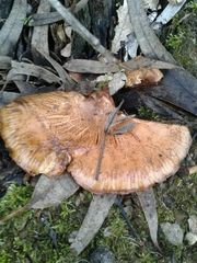 Paxillus