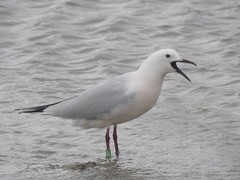 Chroicocephalus genei