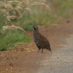 Margaroperdix madagarensis