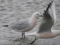 Chroicocephalus genei