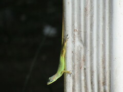 Anolis extremus
