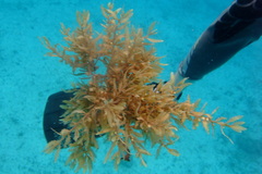 Sargassum fluitans