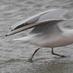 Chroicocephalus genei