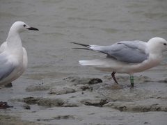 Chroicocephalus genei