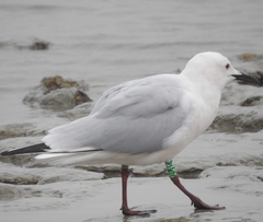 Chroicocephalus genei