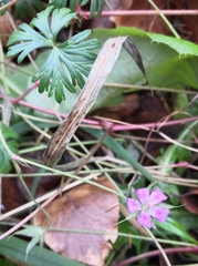 Geranium columbinum
