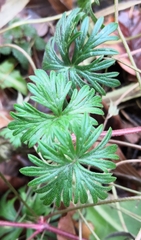 Geranium columbinum