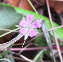 Geranium columbinum