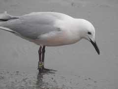 Chroicocephalus genei