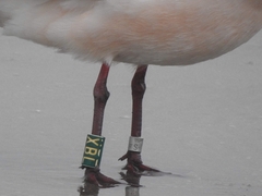 Chroicocephalus genei